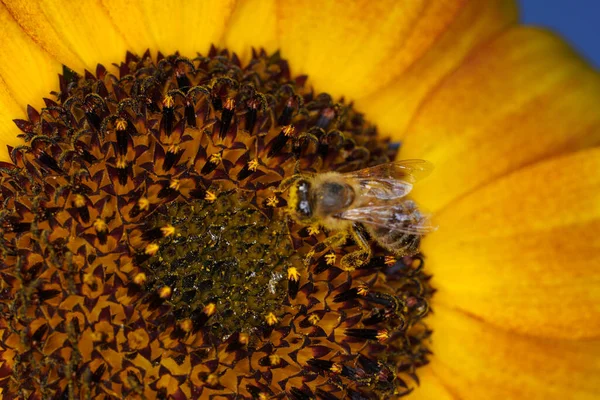 Zbliżenie Pszczoły Słoneczniku — Zdjęcie stockowe