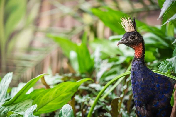 Detailní Záběr Konžské Peafowl — Stock fotografie