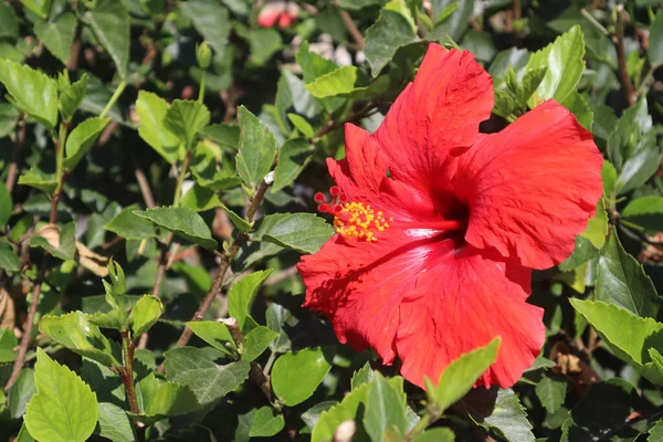 Een Close Shot Van Een Rode Hawaiiaanse Hibiscus — Stockfoto