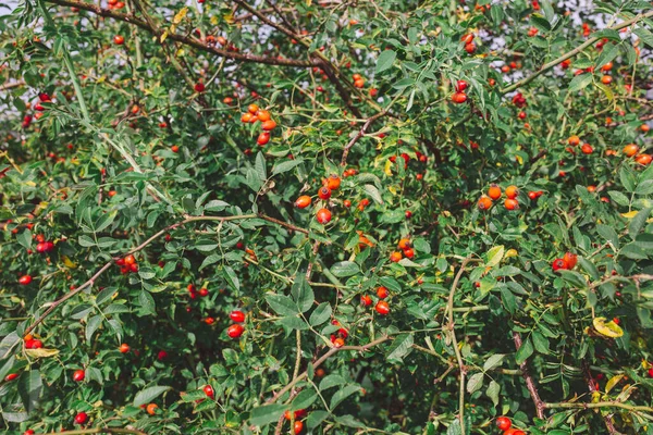 Closeup Shot Rosehips — Stock Photo, Image