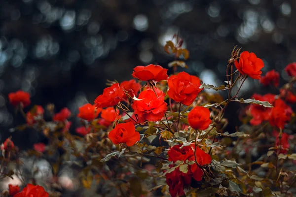 Closeup Shot Red Roses Garden — Stock Photo, Image