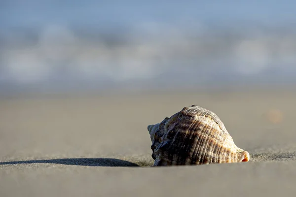 Closeup Shot Seashell Sandy Beach Blurred Background — Stock Photo, Image
