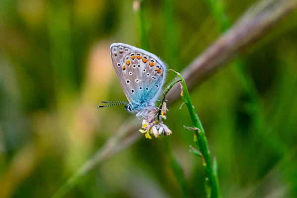 Detailní Záběr Krásného Motýla Rostlině — Stock fotografie