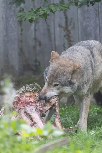 Plan Vertical Loup Gris Mangeant Viande Des Dans Forêt — Photo