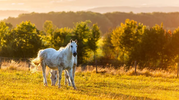 Une Vue Fascinante Des Chevaux Blancs Sauvages Sur Prairie Verte — Photo