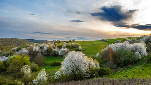 Baharda Güzel Bir Çayır Manzarası — Stok fotoğraf