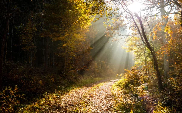 Sebuah Pemandangan Indah Dari Hutan Dengan Banyak Pohon Saat Matahari — Stok Foto