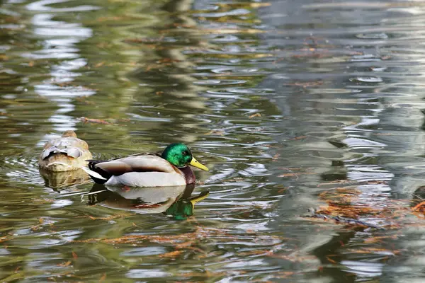 Pato Colorido Brilhante Nadando Uma Lagoa — Fotografia de Stock