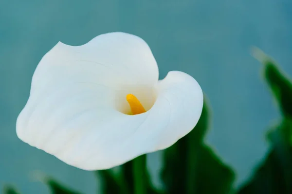 Een Dichtbij Shot Van Een Prachtige Witte Arum Lelie — Stockfoto