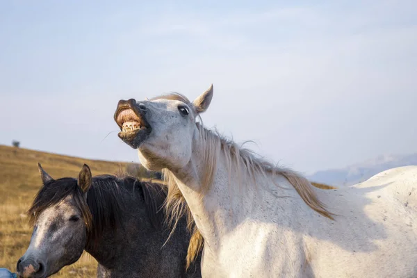 Dois Cavalos Pastando Pasto Sob Belo Céu — Fotografia de Stock