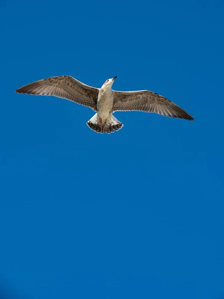 Ett Vertikalt Skott Mås Flyger Den Blå Himlen Bakgrund — Stockfoto