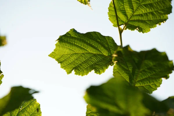 Eine Nahaufnahme Von Grünen Blättern Auf Weißem Hintergrund — Stockfoto
