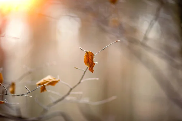 Closeup Shot Frozen Leaves Sunlight Evening — Stock Photo, Image