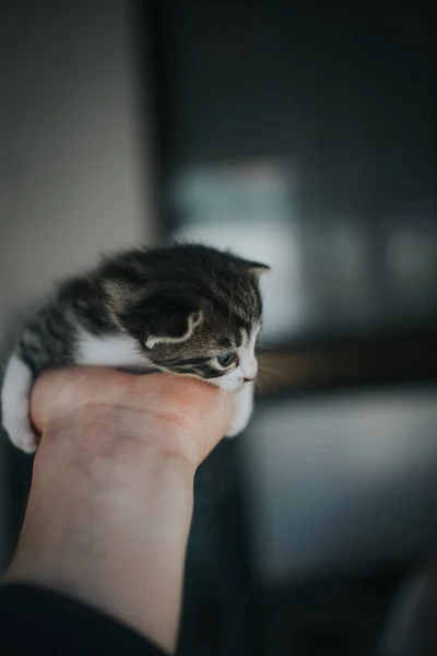 一只手牵着一只可爱的小猫的垂直镜头 — 图库照片