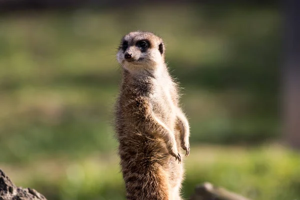 Egy Cuki Meerkat Áll Hátsó Lábán — Stock Fotó