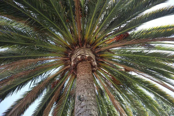 Een Lage Hoek Opname Van Een Tropische Palm Boom — Stockfoto