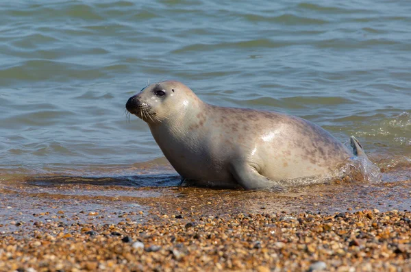 Ein Niedlicher Seelöwe Liegt Auf Den Kieselsteinen Der Küste Des — Stockfoto