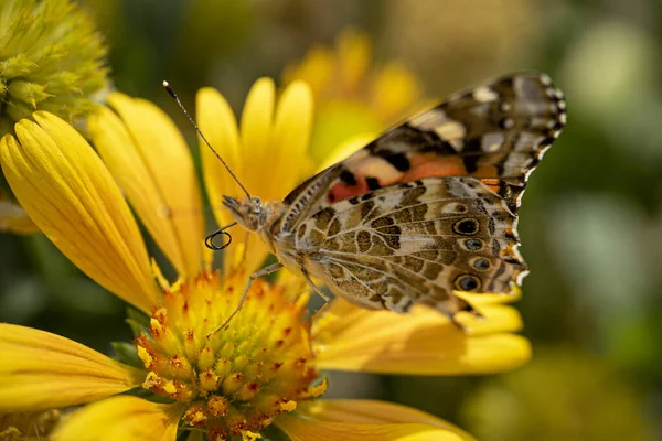 Enfoque Selectivo Mariposa Colores Flor Amarilla — Foto de Stock