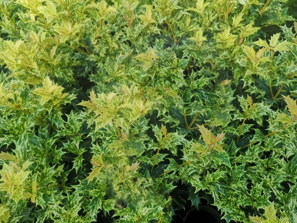 Top View Closeup Evergreen Bush Plants — Stock Photo, Image