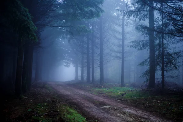 Plan Envoûtant Arbres Hauts Sous Ciel Brumeux Nuageux — Photo