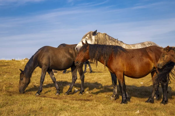 Una Manada Caballos Pastando Pasto Bajo Hermoso Cielo — Foto de Stock