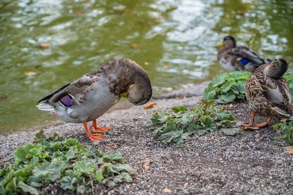 Eine Gruppe Enten Strand — Stockfoto