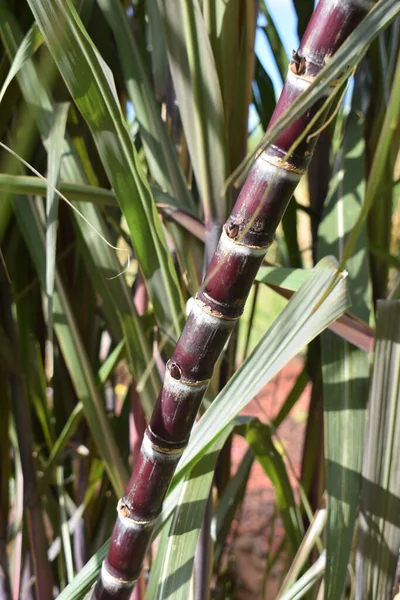 Vertikal Bild Bambu Och Gröna Blad Bakgrunden — Stockfoto