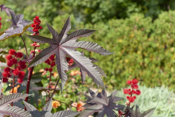 A closeup of Castor Bean flower, castor oil plant