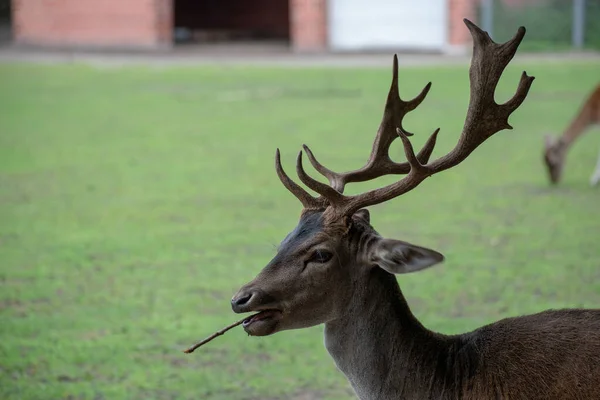 Closeup Shot Brown Deer Antlers Eating — Stock Photo, Image