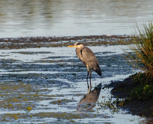 Een Reiger Vogel Staand Het Meer — Stockfoto