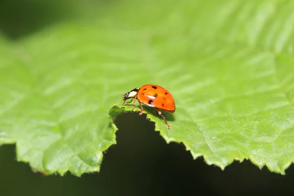 Makro Záběr Berušky Zeleném Listu — Stock fotografie