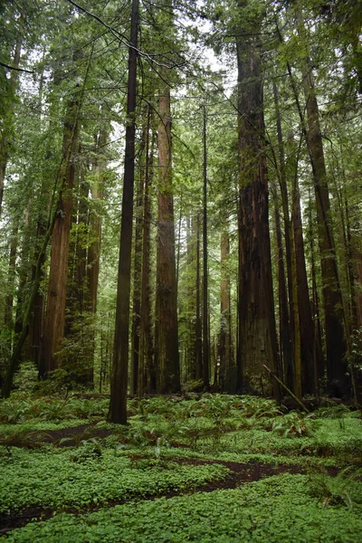 Een Verticaal Schot Van Bomen Het Bos — Stockfoto