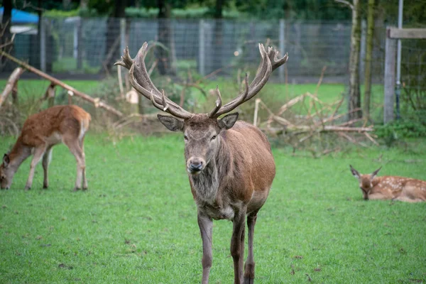 Eine Nahaufnahme Von Hirschen Auf Einem Feld — Stockfoto