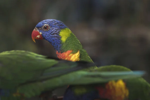 Selektiv Fokusbild Flerfärgad Lorikeet — Stockfoto