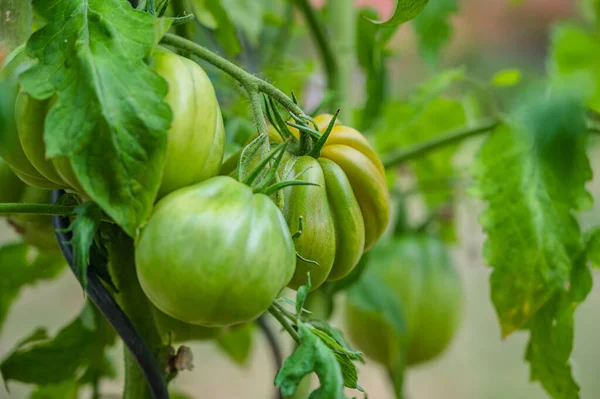 Selektywny Nacisk Zielone Surowe Pomidory Ogrodzie — Zdjęcie stockowe