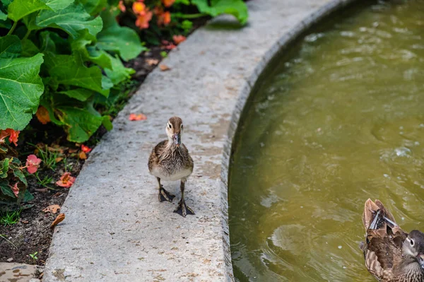 可爱的湿鸭和棕鸭在地上散步 — 图库照片