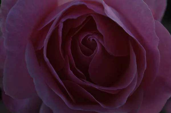 Eine Makroaufnahme Der Rosa Blütenblätter Der Rose Großartig Für Hintergrundbilder — Stockfoto