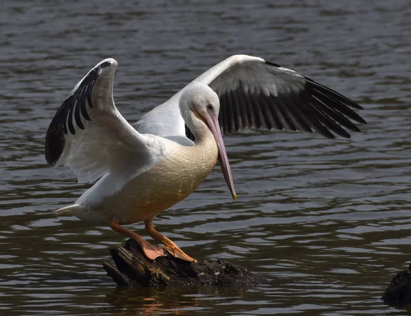 Closeup Pelican Bird Sea — Stock Photo, Image