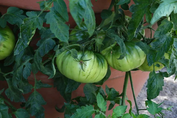 Tiro Close Tomates Verdes Amadurecem Nos Ramos Arbusto Tomate — Fotografia de Stock