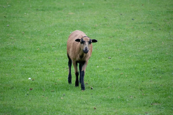 Piccolo Cervo Bruno Che Cammina Sull Erba Uno Zoo — Foto Stock