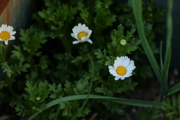 Uma Vista Superior Uma Flor Margarida Comum Com Uma Folhagem — Fotografia de Stock