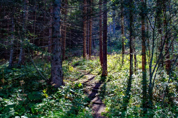 Une Belle Vue Forêt Dans Lac Haldensee Tyrol Autriche — Photo