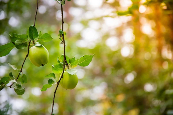 庭の木の枝に生えている緑のリンゴの塊 — ストック写真