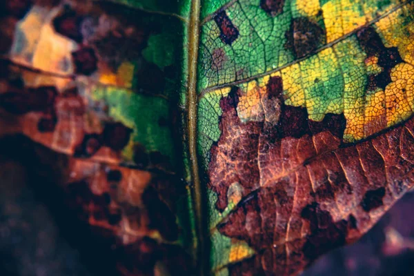 Макроснимок Коричневых Пятен Зеленом Листе Осенью — стоковое фото