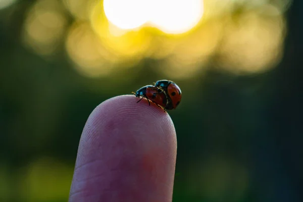 Macro Shot Ladybugs Mate Human Finger — Stock Photo, Image