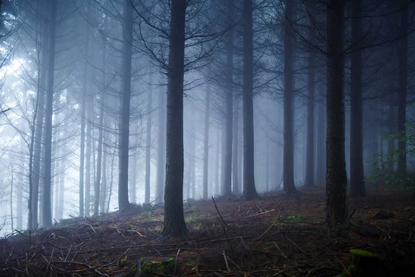 Fascinerande Bild Höga Träd Dimmiga Och Molniga Himlen — Stockfoto