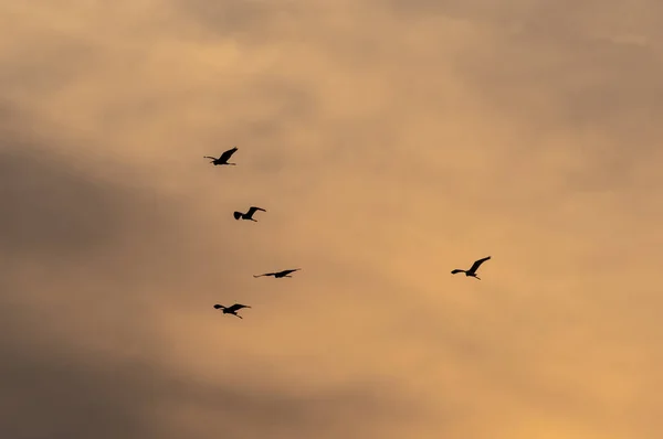 Uma Vista Bando Pássaros Voando Belo Céu Durante Pôr Sol — Fotografia de Stock