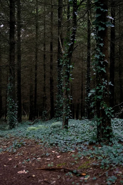 Les Arbres Couverts Feuilles Dans Forêt Effrayante Hantante — Photo