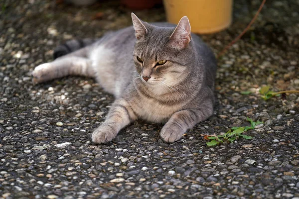 Närbild Grå Katt Solljuset — Stockfoto