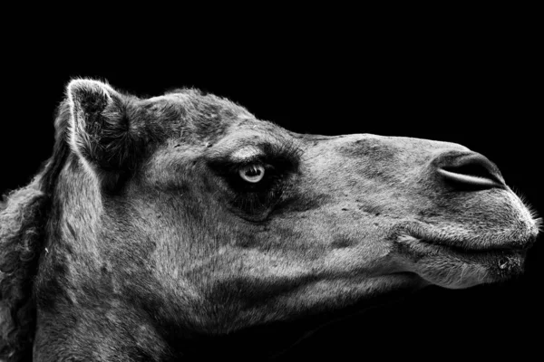 Grayscale Shot Portrait Camel Black Background — Stock Photo, Image